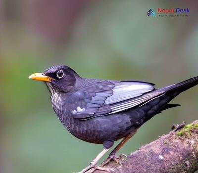 Gray-winged Blackbird_Turdus boulboul